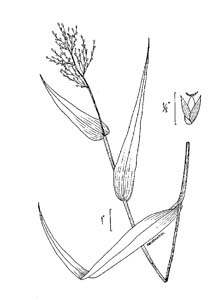 Deer-tongue Grass, Deer-tongue Panic Grass /
Dichanthelium clandestinum (Syn. Panicum clandestinum)